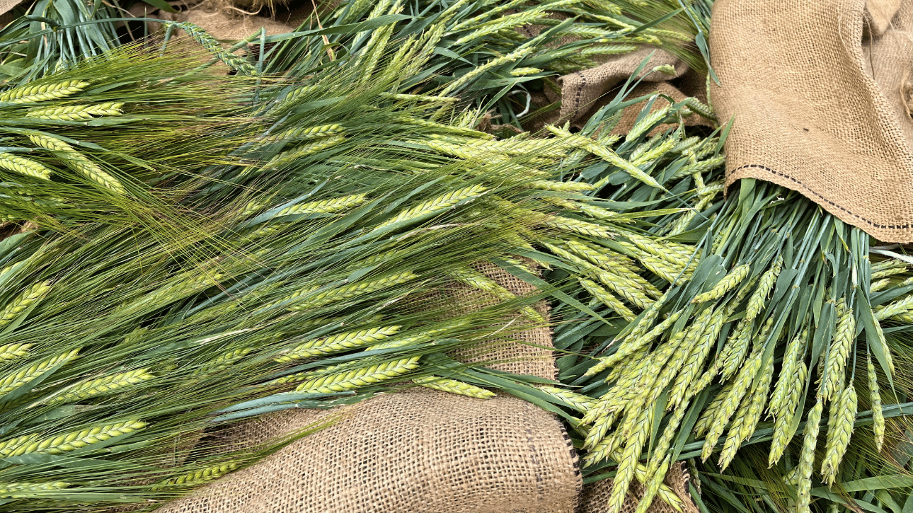 Pobranie prób roślin